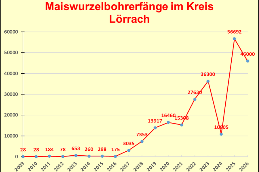 Diagramm stellt die Entwicklung der gefangen Maiszünsler dar.
