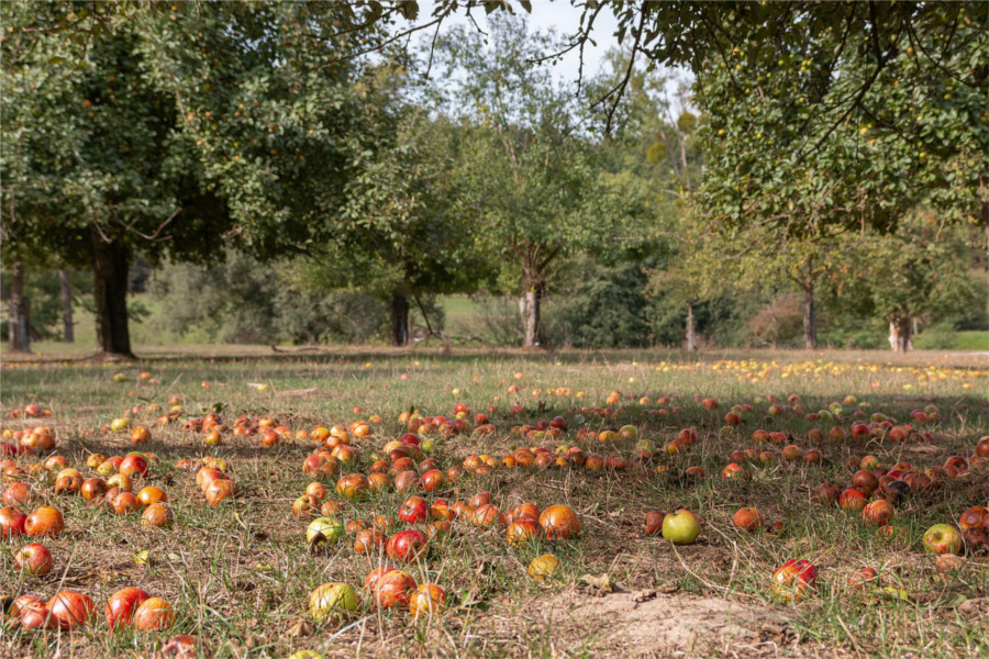 Auf einer Wiese mit Streuobstbäumen liegen viele reife Äpfel auf dem Bodenb.