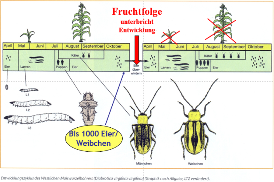 Enticklungszyklus des Maiswurzelbohrers